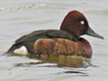 Ferruginous Duck